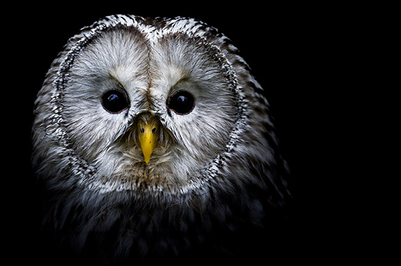 Wisdom-the-owl-