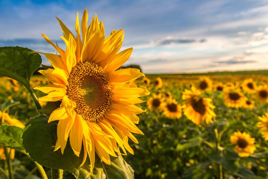 Abundance through field of blooming sunflowers